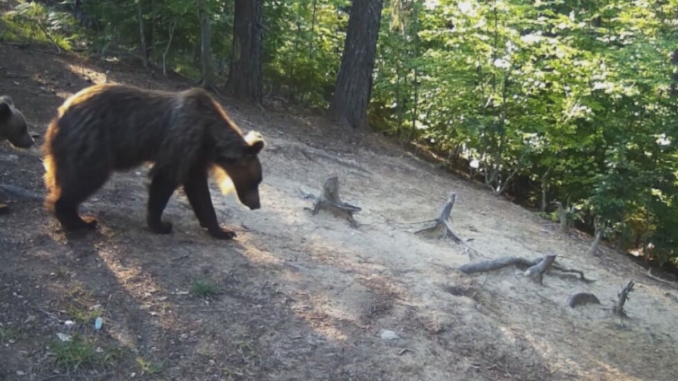 Бум на нападенията от мечки над добитък в Смолянско