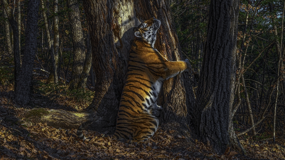 Снимка на тигрица, прегърнала дърво, спечели конкурса Wildlife Photographer of the Year