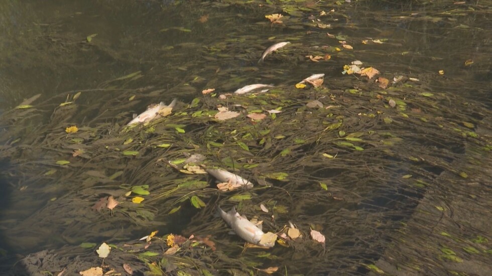 Втори ден мъртва риба изплува по поречието на р. Тунджа