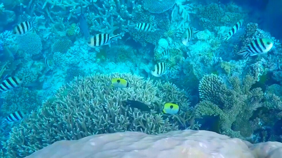 Големият бариерен риф изчезва заради глобалното затопляне