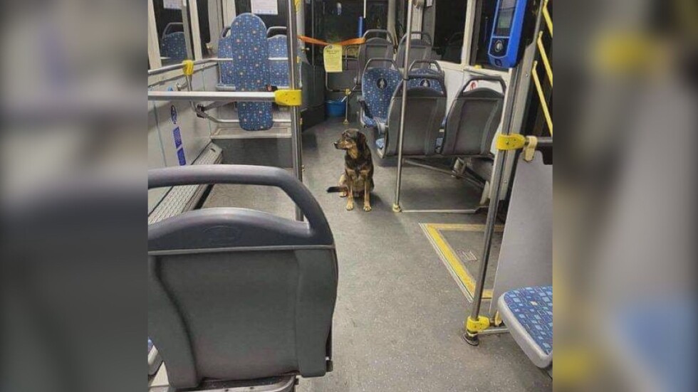 История с щастлив край: Кучето Мориц намери стопанина си, след като се загуби в градския транспорт