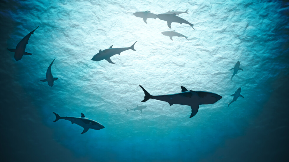 Нападенията от акули: Най-малко за последните 10 години 
