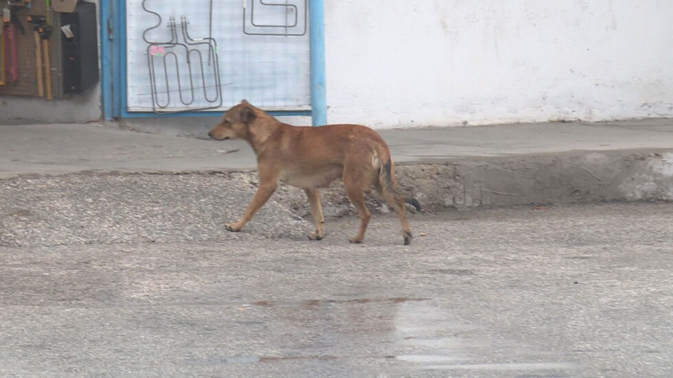 Убити бездомни кучета: Кой хвърля отрова на четириногите в Пазарджик?