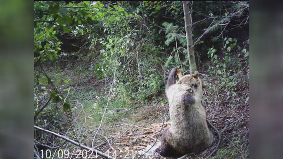 Опасна мечка напада добитък в село в Родопите