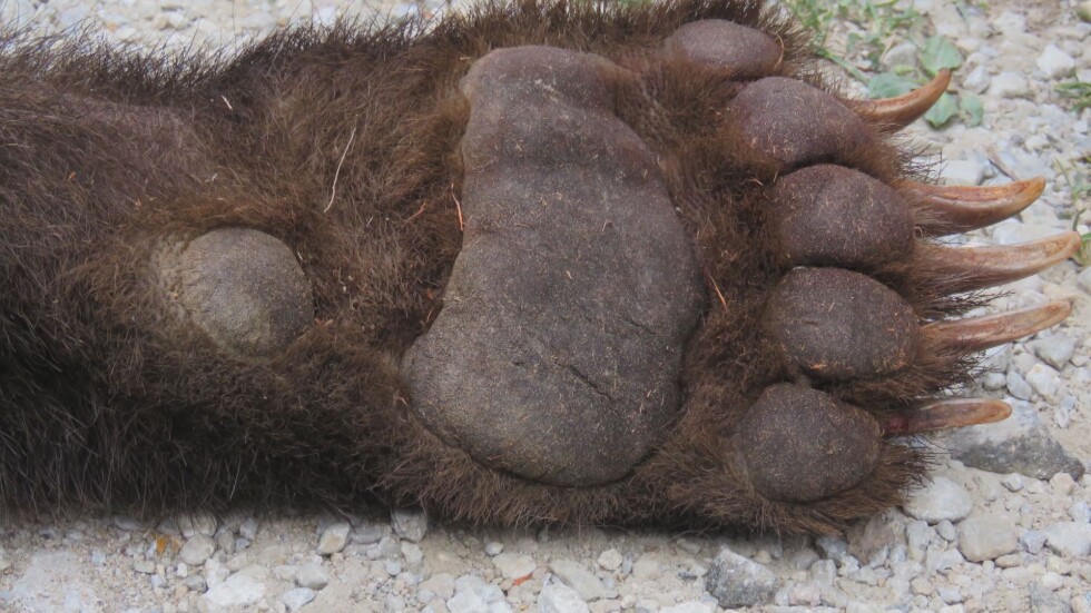 Откриха убита мечката, която създаваше проблеми в Смолянско