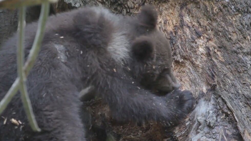 Властите решават за мечката, тормозеща три села в Родопите