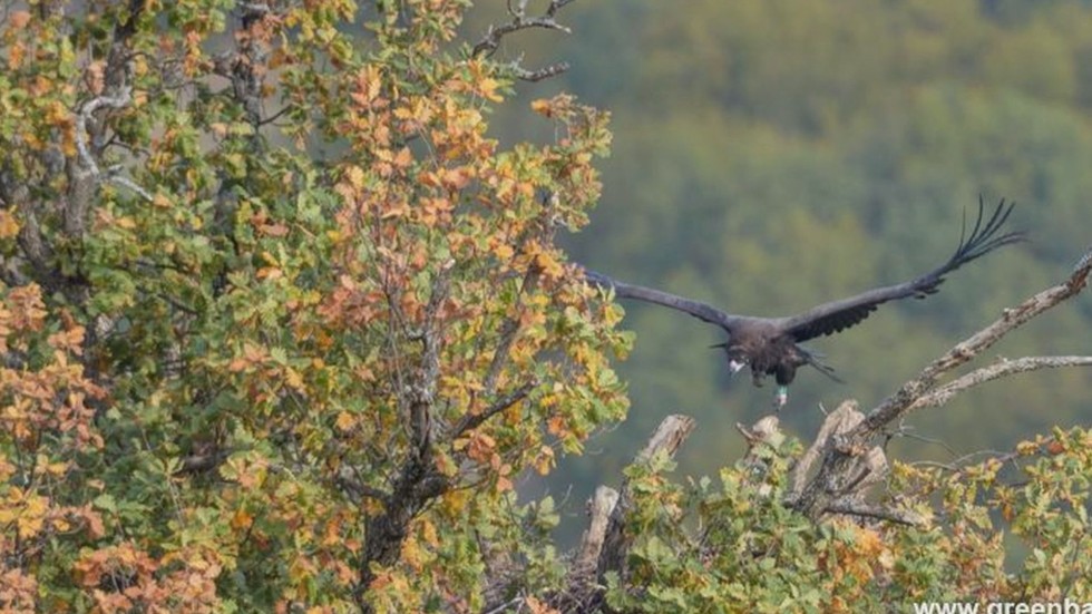 След 36 г.: Черният лешояд отново лети над българските гори