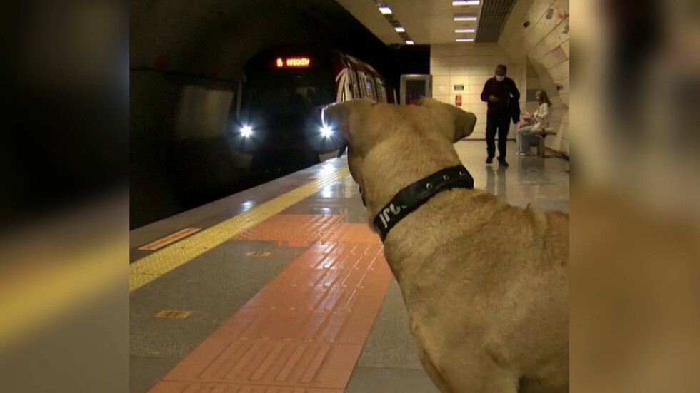 Бездомно куче пътешества в Истанбул с метро, автобус и ферибот
