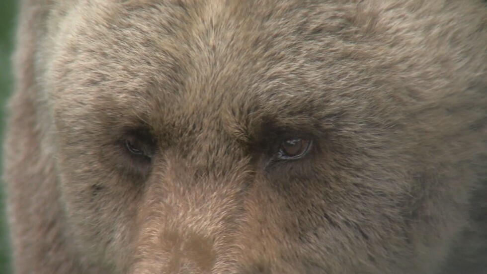 Близка среща с хищник: Как да реагираме, ако се окажем очи в очи с мечка?