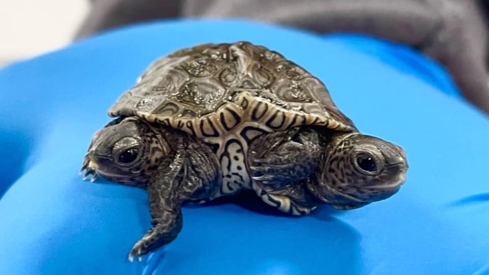Двуглава костенурка се движи и плува с шестте си крака