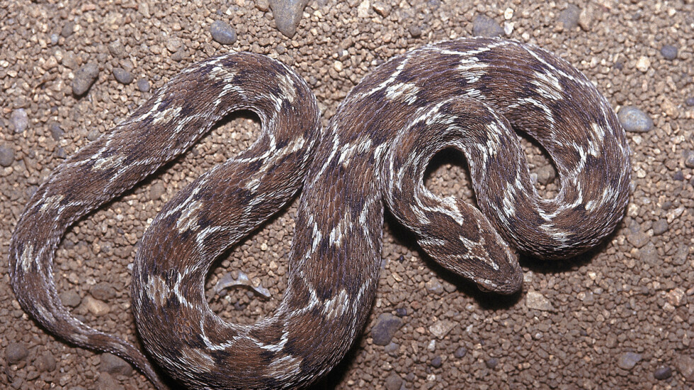 Смъртоносна пратка: На Острова откриха опасна змия в контейнер от Индия