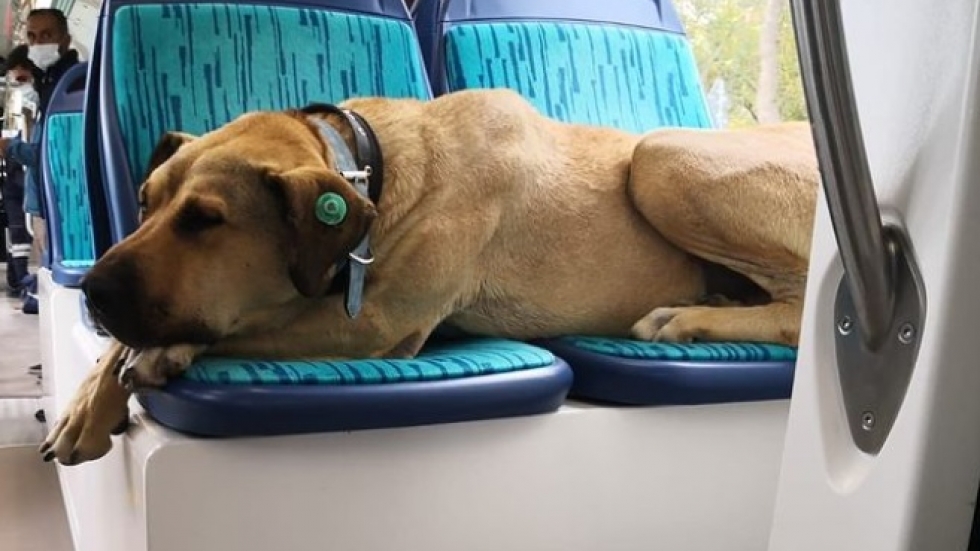 Боджи - уличното куче от Истанбул, което самичко се вози в метро, влак и ферибот 