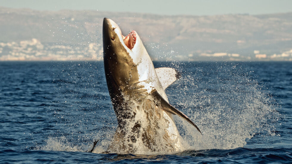 Този път умря акулата - заснеха как косатки убиват хищника (ВИДЕО)
