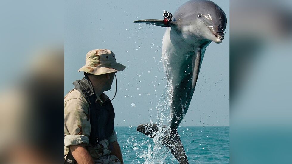 Коментар „Делфини охраняват Кримския мост“ породи насмешки: Но те съществуват 