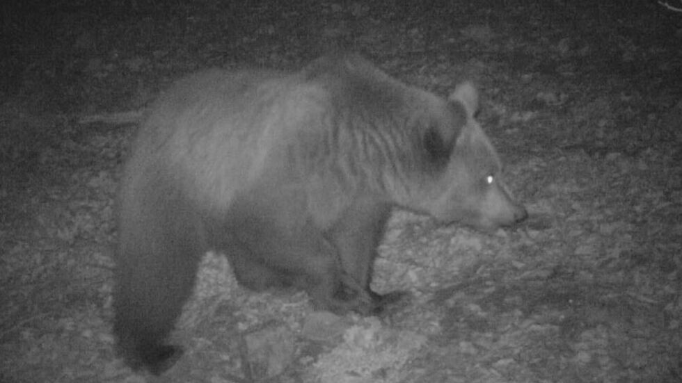  Мигранти са били нападнати от мечка в Динарските планини 