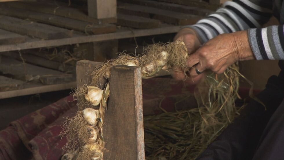 Истории за хората: Българи възраждат вековната традиция за производството на чесън