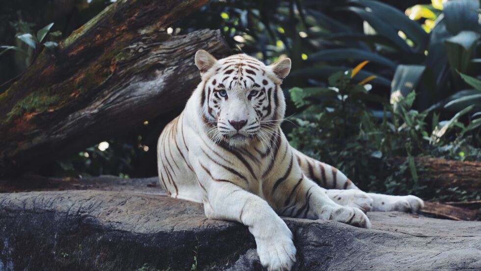 Тигри, рисове и леопарди в зоопарка във Варна