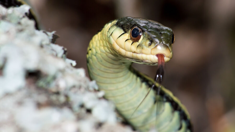 Неканен гост: Змия се промъкна в самолет за Ню Джърси 