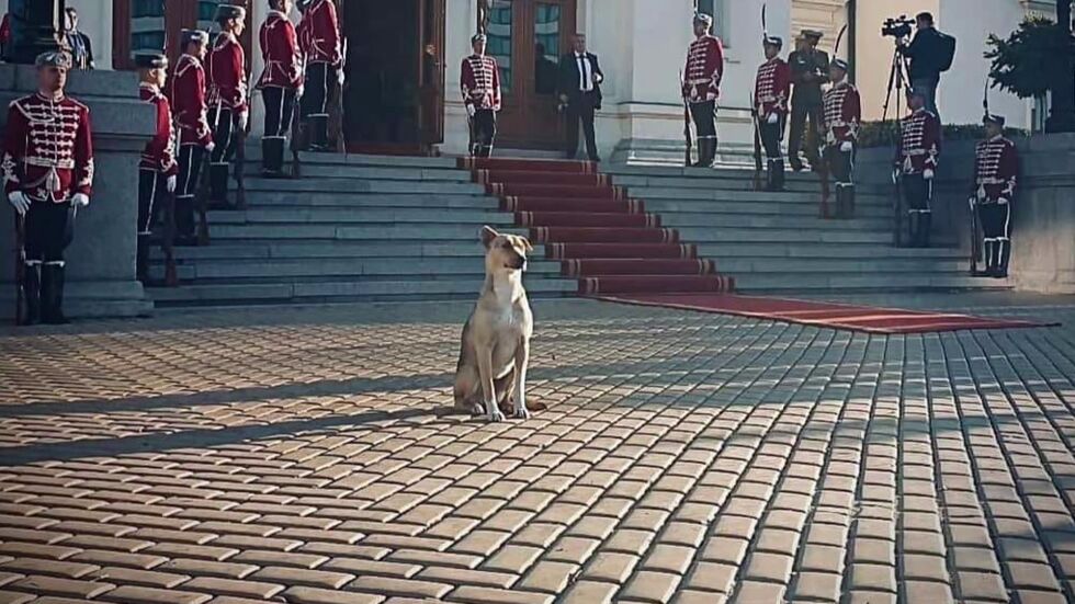 Звездата на парламента: Учител възпя кучето, което посрещна депутатите 