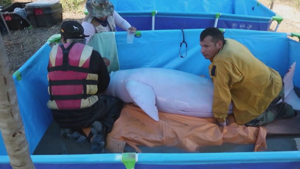 С дронове и лодки: Издириха и спасиха бедстващи розови делфини (ВИДЕО)