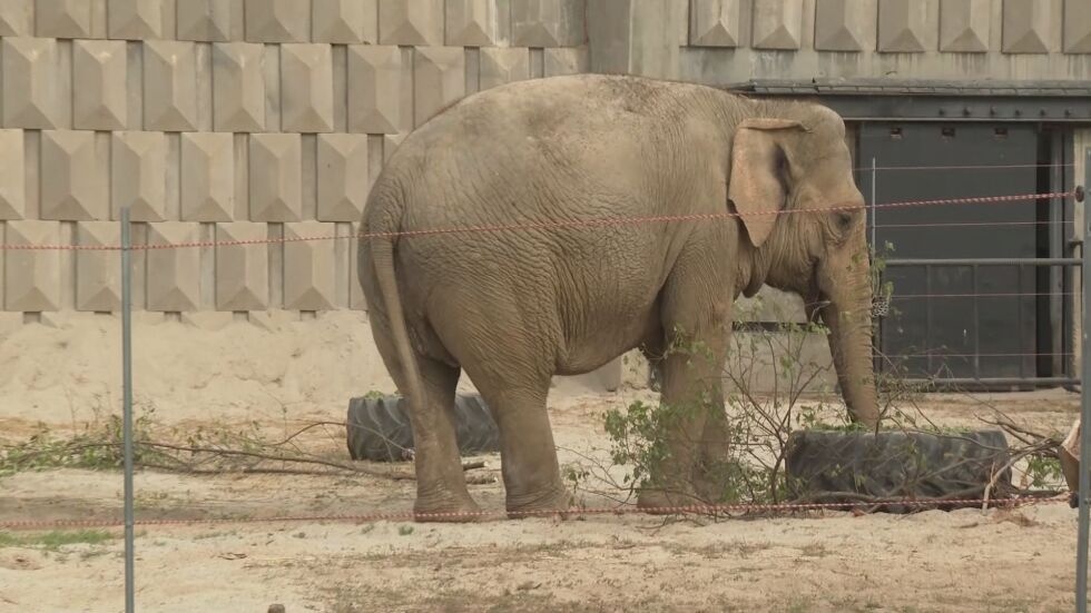 Зоопаркът в София представи пред посетители новите слоници
