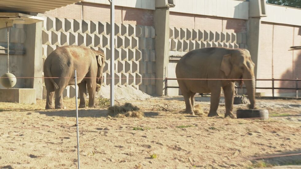 Новите слоници в столичния зоопарк: Фрося и Луиза се чувстват добре