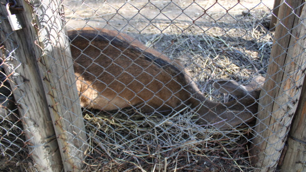Пет елена починаха в зоопарка в Благоевград след годишна профилактика