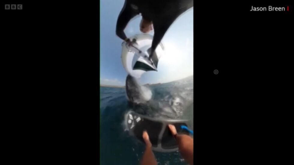 „Повлече ме на 20-30 м под водата“: Сърфист се сблъска с кит и засне момента (ВИДЕО)