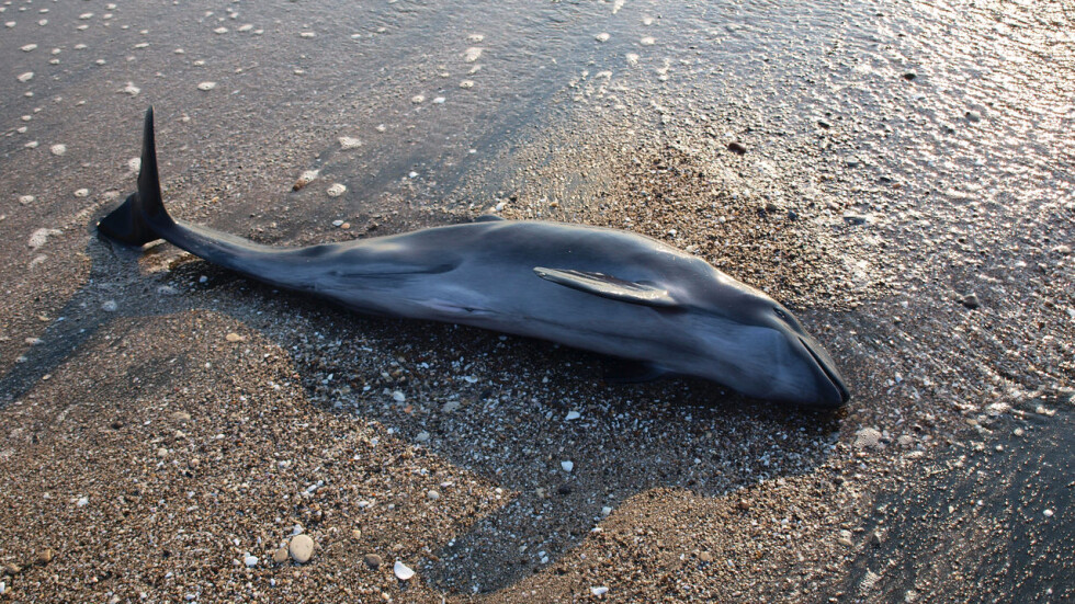 Разследват три случая на убийство на делфини 