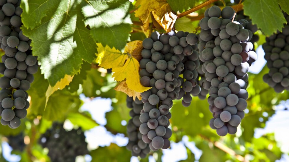 8 души са с обвинения за експлоатиране на български гроздоберачи във Франция