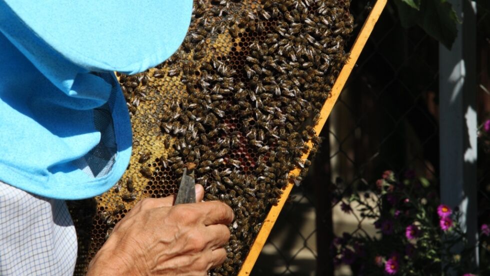 Защо умират пчелите: Спор между стопаните на кошери, земеделците и държавата