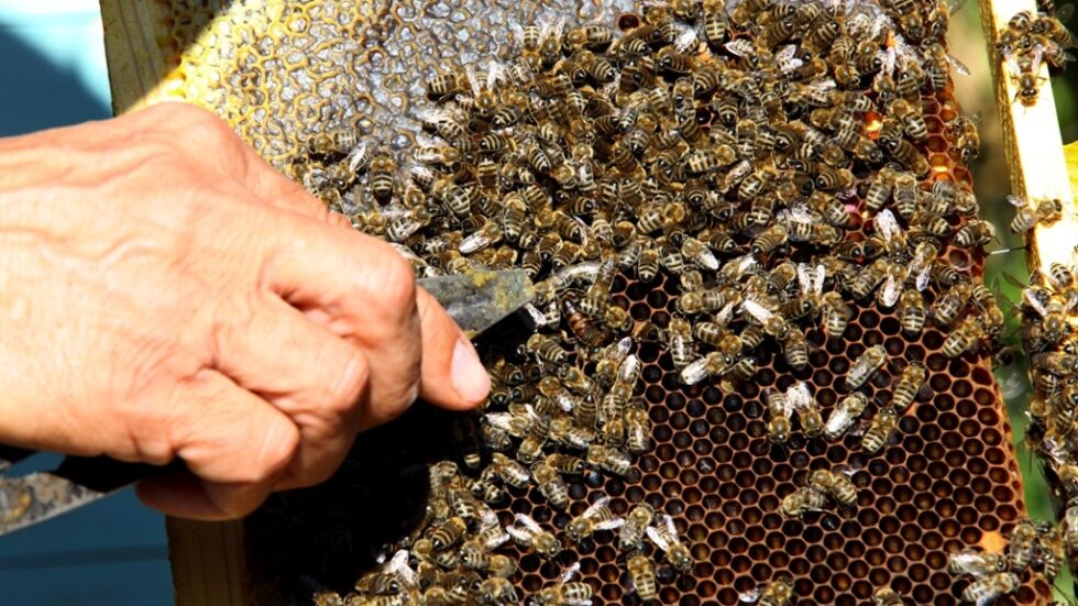 Топлата зима: По-високи разходи за пчеларите и риск за пчелните семейства