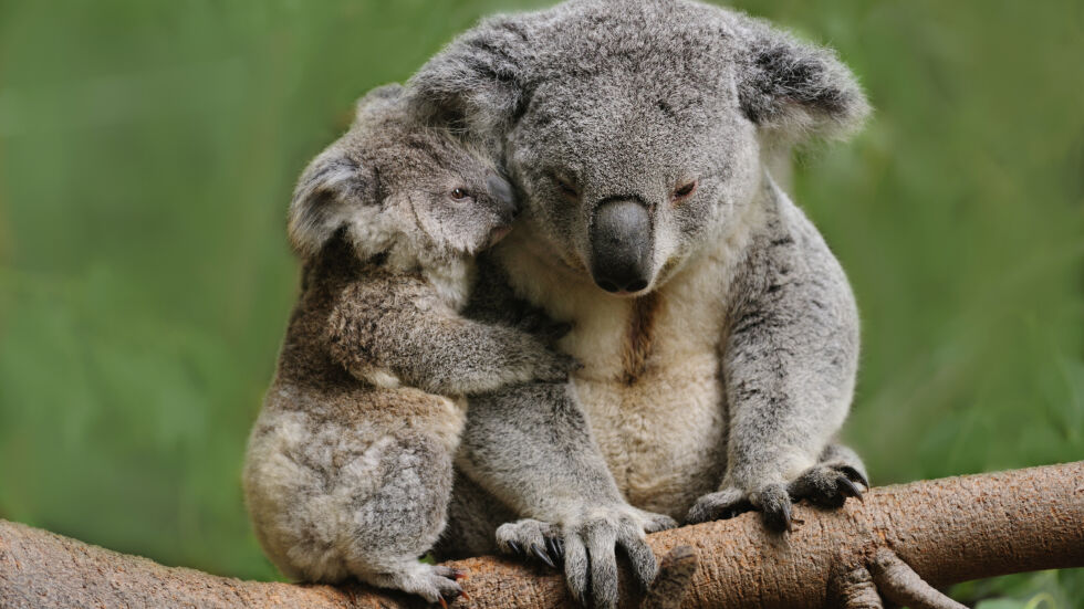 13 любопитни факта за коалите