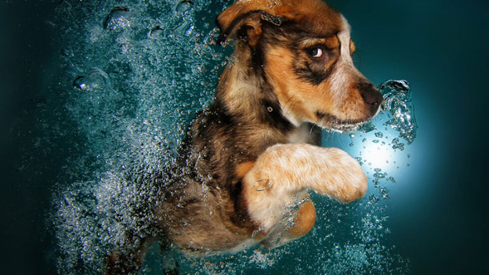 Фантастичните снимки на кучета под вода от Сет Кастийл