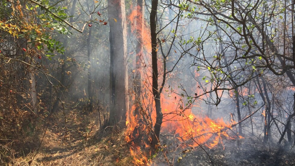 Пожар гори в планината край Рилския манастир