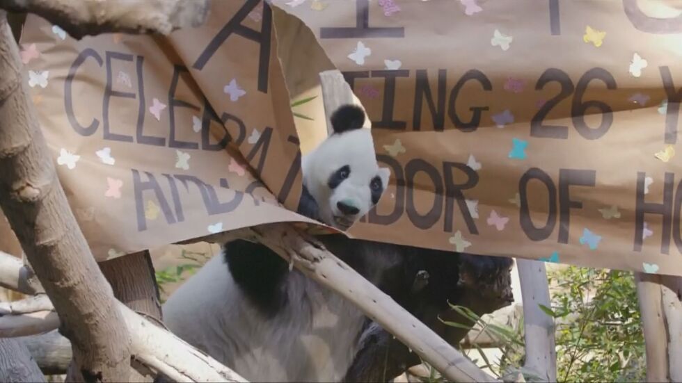 Пандата, спасила от изчезване вида си, навърши 26