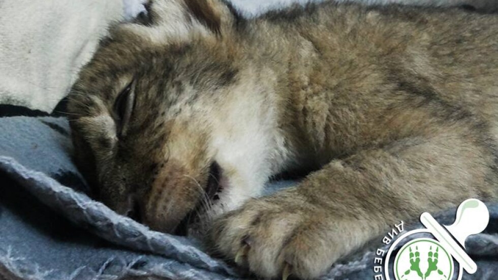 Стъпканите лъвчета от зоопарка в Разград може да не оцелеят
