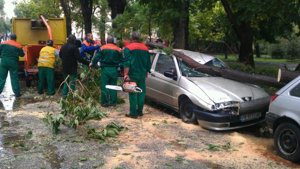 Дърво падна върху паркирани коли в Пловдив