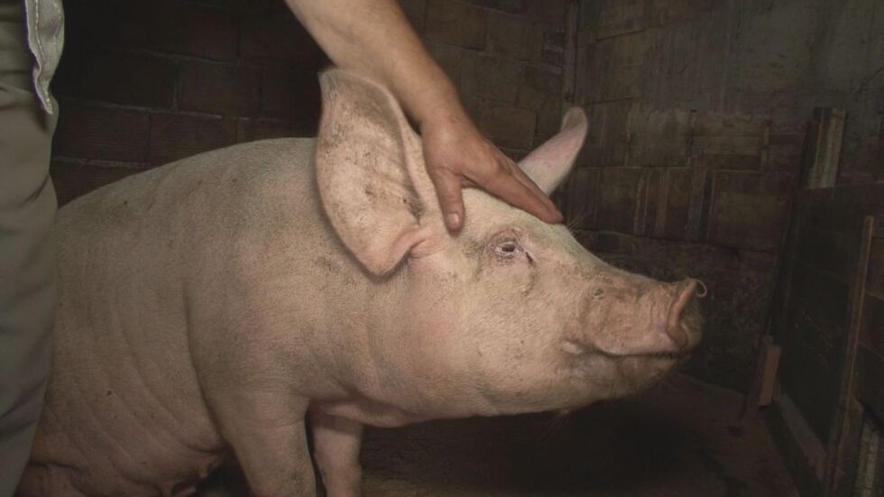 Заради чумата: Дирекцията по храните в Ловеч призова стопаните да колят прасетата си 