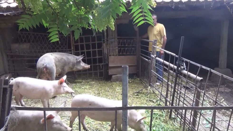 В три области удължават бедственото положение заради чумата по свинете 