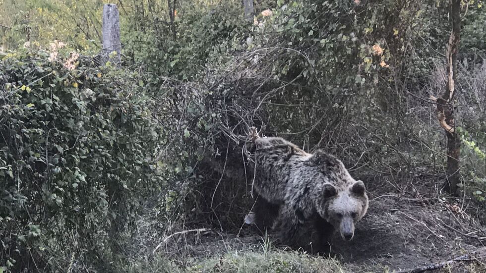 Спасители освободиха мечка, хваната в капан близо до Парк „Централен Балкан”