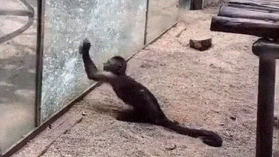 Маймуна в зоопарк заостри камък и счупи стъклото на клетката си (ВИДЕО)