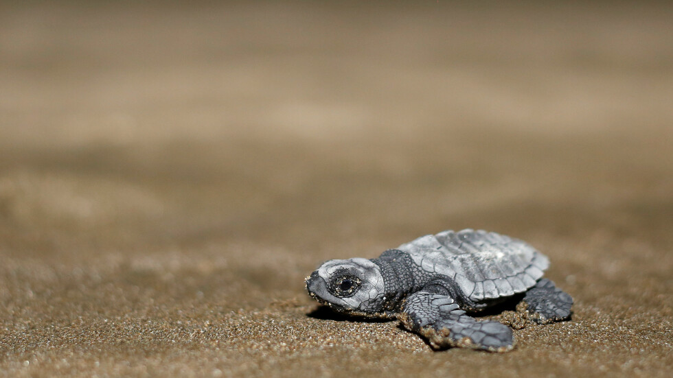 Десетки морски костенурки от рядък вид се излюпиха в Еквадор