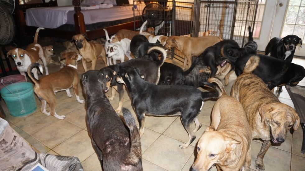 Жена приюти в дома си 97 кучета, за да ги спаси от урагана „Дориан” (СНИМКИ)