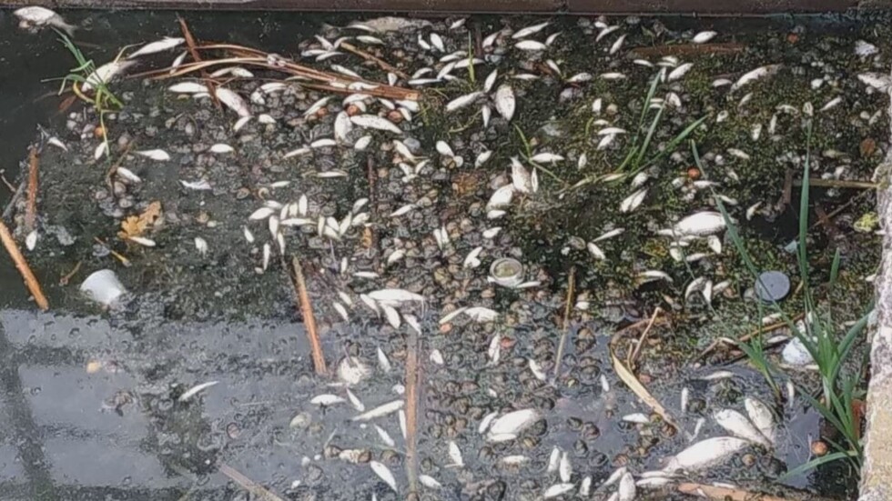 Екологична катастрофа: Рибата в язовир "Пчелина" измира 