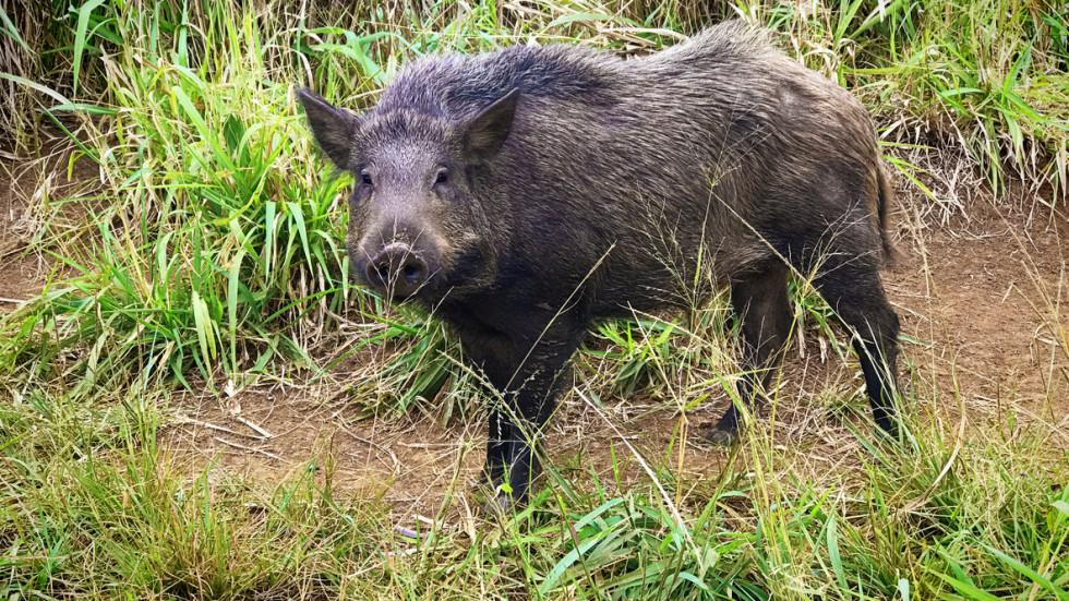 Мъртво диво прасе с вируса на свинска чума е открито в Габровско