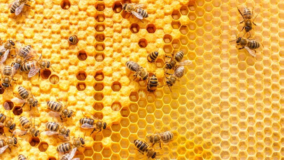 Отровата на медоносните пчели е способна да убива клетките на рак на гърдата