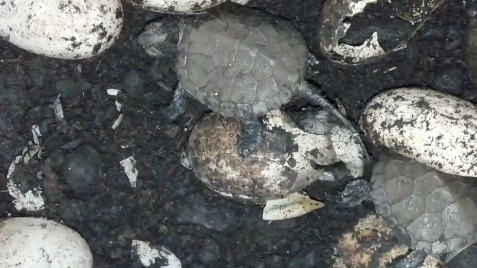 Родиха се бебетата на спасени костенурки с премазани коруби (СНИМКИ + ВИДЕО)