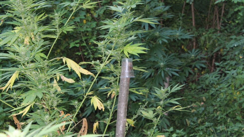 С рекордна височина: Полицията разкри нива с триметрови растения на канабис (СНИМКИ)
