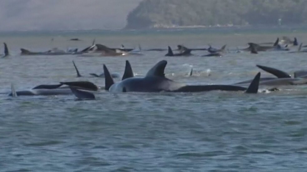 Мащабна спасителна акция на китове на о. Тасмания
